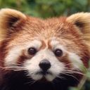 redpanda333